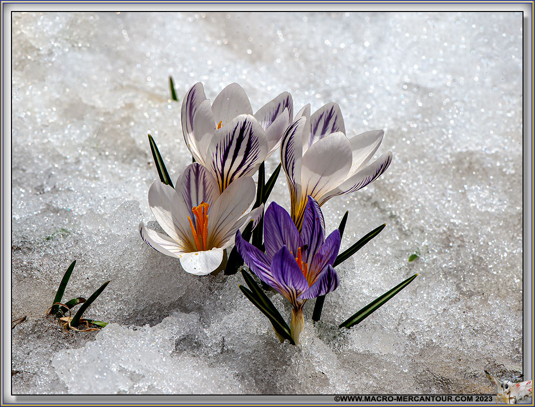 Crocus Versicolor